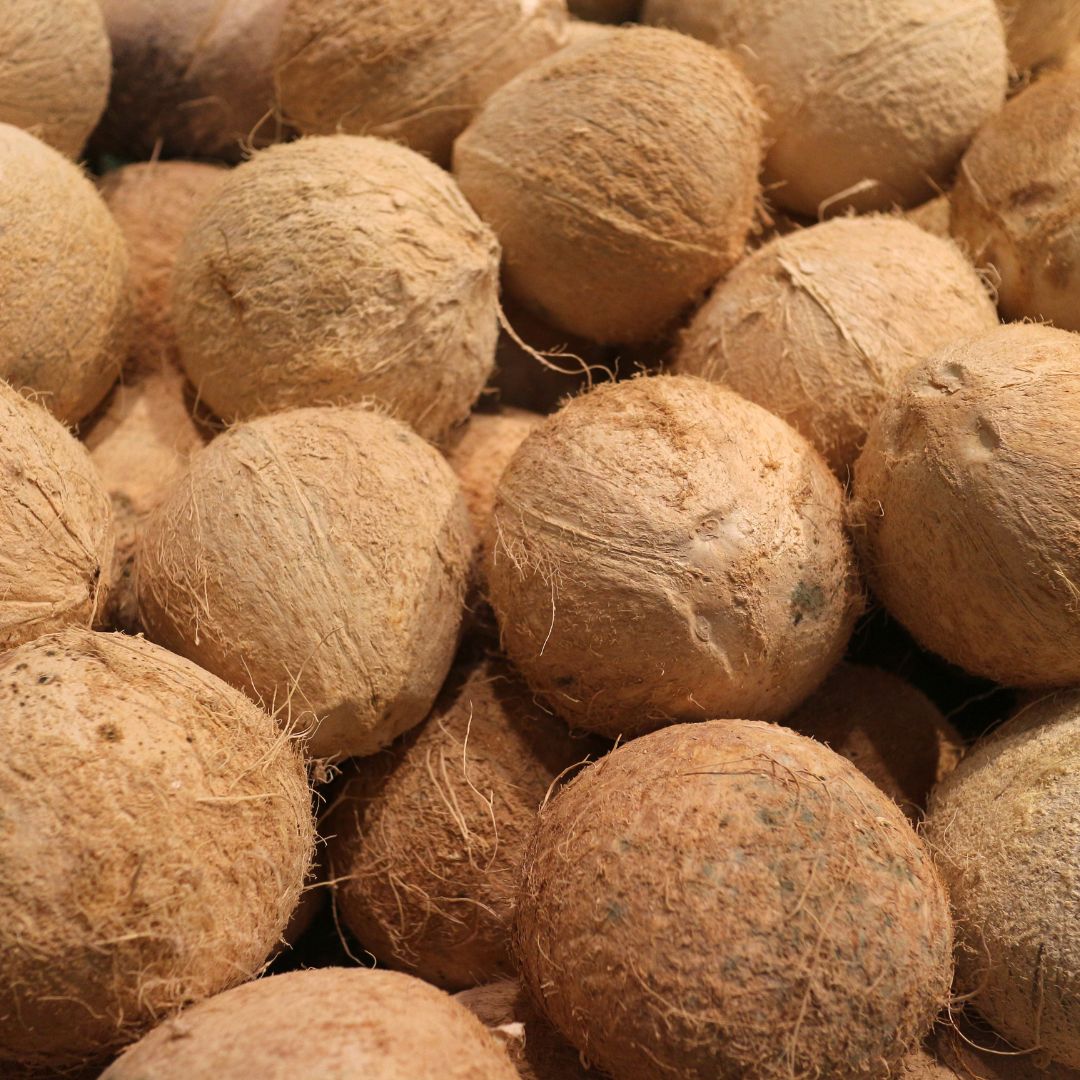Update Semi husk coconut price Vietnam today on January 1, 2025